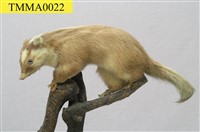 藏品(鼬獾)的圖片